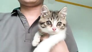 How does a kitten react when it goes out of the house for the first time? It's funny.