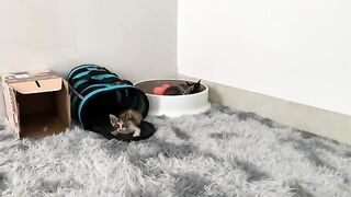 Kittens get nervous when they see the cardboard box