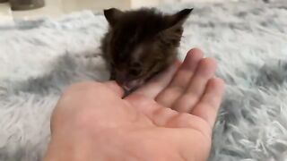Kitten is curious about my workplace