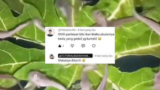 5 Jenis BAK SORTIR yang WAJIB dimiliki disegmen PEMBESARAN lele
