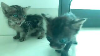 Two kittens were rescued with dirty bodies but did not want a bath.