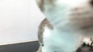 The rescued cat has grown up but still has the habit of drinking milk from its adoptive mother