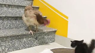 The kitten was afraid of the hen so it ran to the big cat for comfort, ran to the butler for care
