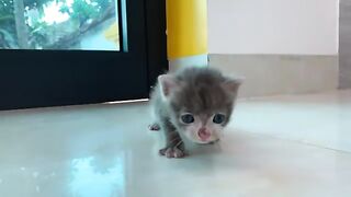 Bathing a beautiful kitten that woke up covered in poop