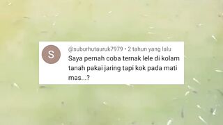 Kunci SUKSES budidaya LELE system JARING keramba
