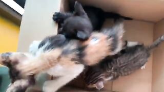 Three kittens go out for the first time and explore the big wide world, how will the kittens react?