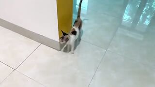 The gentle mother cat agreed to let the rescued kitten suckle her milk.