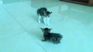 What is the first meeting of a rescued kitten and a house cat like?