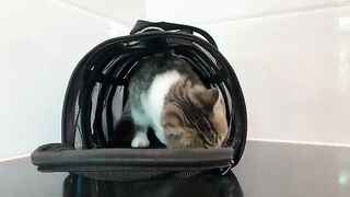 Bathing the rescued kittens, then feeding them