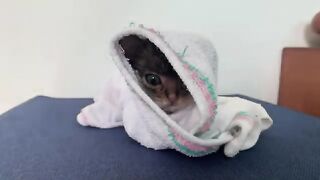 What happens to kittens after a bath? Here's what happens next.