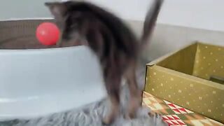 Kittens feel happy when playing with toys. So cute...