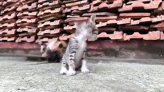 No kitten likes to be bathed, it's true, be gentle when bathing your kitten