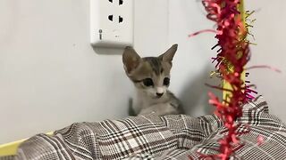 Taking care of two kittens with opposite personalities