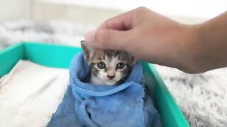 The shy rescued kitten got out of bed for the first time to explore his surroundings.