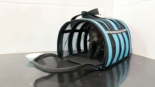 The Hidden Meaning Behind My Black Cat's Actions Revealed