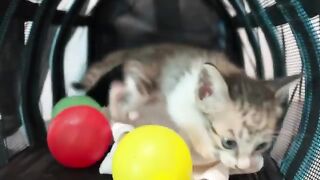 Kitten covered in poop. Chaos at bath time!