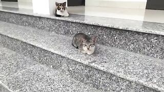 The three kittens refused to take a bath because they were grown and cleaned themselves.