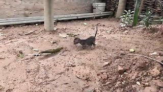The SHOCKING Truth About Bathing a Rainy Day Kitten