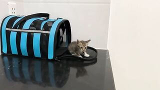 This is the cutest kitten I have ever adopted. The kitten just woke up hungry and wanted to eat.