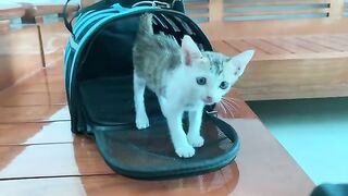 Why This Rescued Kitten REFUSES to Sleep!