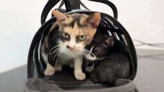 The Surprising Reason Kittens Love Playing Outside Is Because There Are So Many Kittens