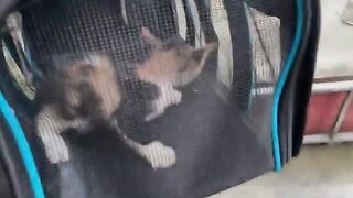 What Happens to a Kitten in the First 60 Days of Life?