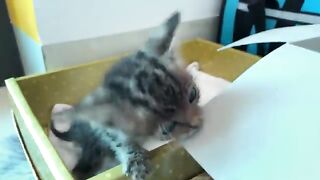 Rescued kitten addicted to playing with cardboard boxes