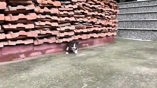 I adopted a rescue kitten and introduced him to my family cats. It was a wonderful encounter.