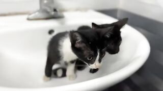 Why can't kittens concentrate on eating? Here's why...
