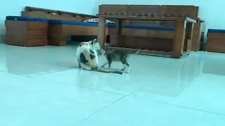 Kitten asking milk from her mommy. So cute!