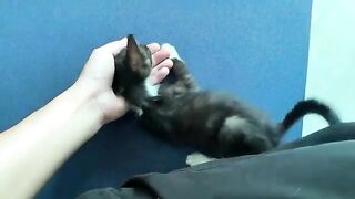 Spend a day caring for a newly adopted 2-month-old kitten