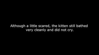 The kitten has grown up after 2 months of care. The whole story...