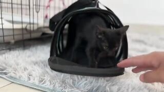 Kittens Want to Go Outside After Eating! See Their Escape Plan Now