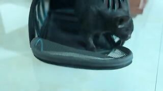 Adorable kitten hugs owner and his meal after bath
