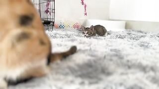 50-day-old kittens happily tease and drink their mother's milk