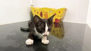 Hungry kittens eating kitten food for the first time