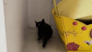 Kitten is a little scared of new home and first meal, has made friends with big cat