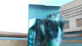 Two rescued kittens seem to be addicted to playing with cardboard boxes.