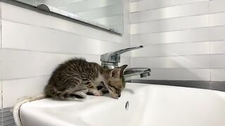 The kitten didn't take a bath today. It's a little dirty, but it will be later.