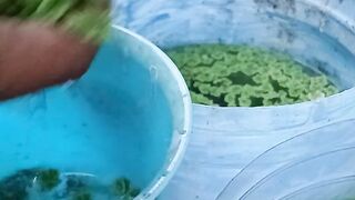 Azolla cultivation for chicken feed