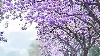 Healing scenery