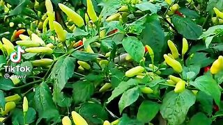 Super Chili