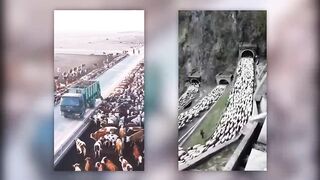 If  These Huge Animal Groups Were Not Recorded, No One Would Believe