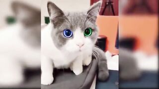 Cute baby cat reaction # shorts