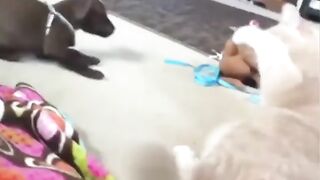 Funny Dog Vs Cat| Always Make us Laugh