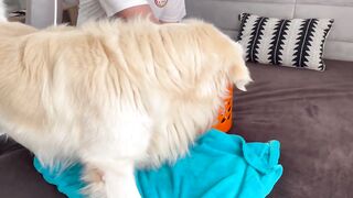 Golden Retriever Dad Tells Daughter Playtime is Over