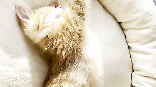 Naughty cat