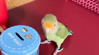 Learn From This Parrot