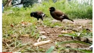 Birds video
