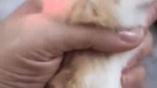 Hamster with deo